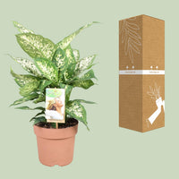 Dieffenbachia ‘Compacta’ – Dieffenbachia kamerplant