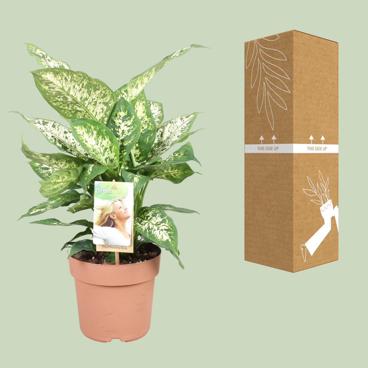 Dieffenbachia ‘Compacta’ – Dieffenbachia kamerplant