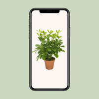 Schefflera Arboricola – Vingersboom kamerplant