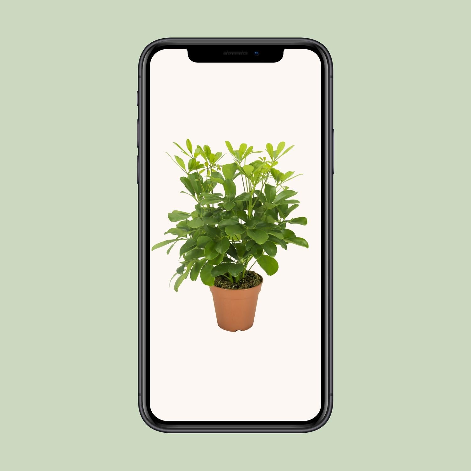 Schefflera Arboricola – Vingersboom kamerplant