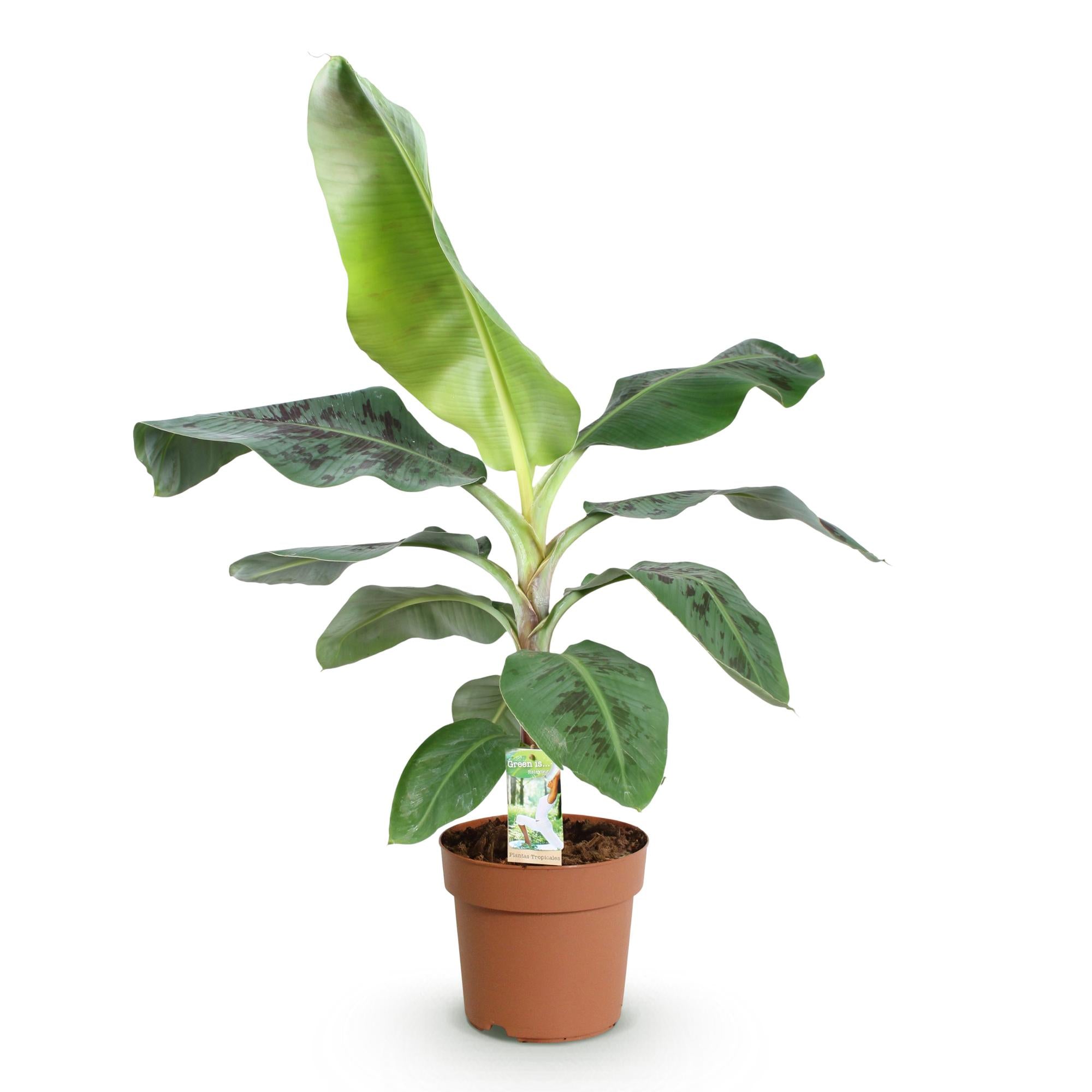 Musa Dwarf Cavendish – Bananenplant kamerplant