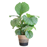 Calathea Orbifolia met Lissabon mand zwart - 65cm - Ø21