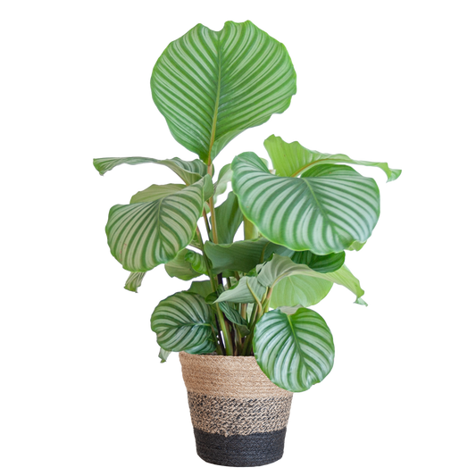 Calathea Orbifolia met Lissabon mand zwart - 65cm - Ø21