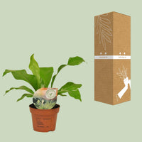Asplenium nidus Nestvaren