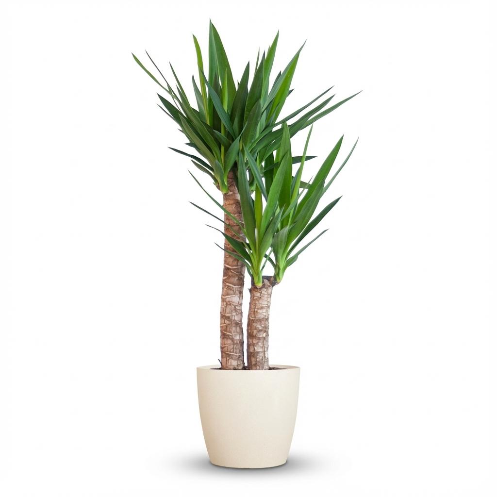 Yucca Elephantipes – Palmlelie kamerplant