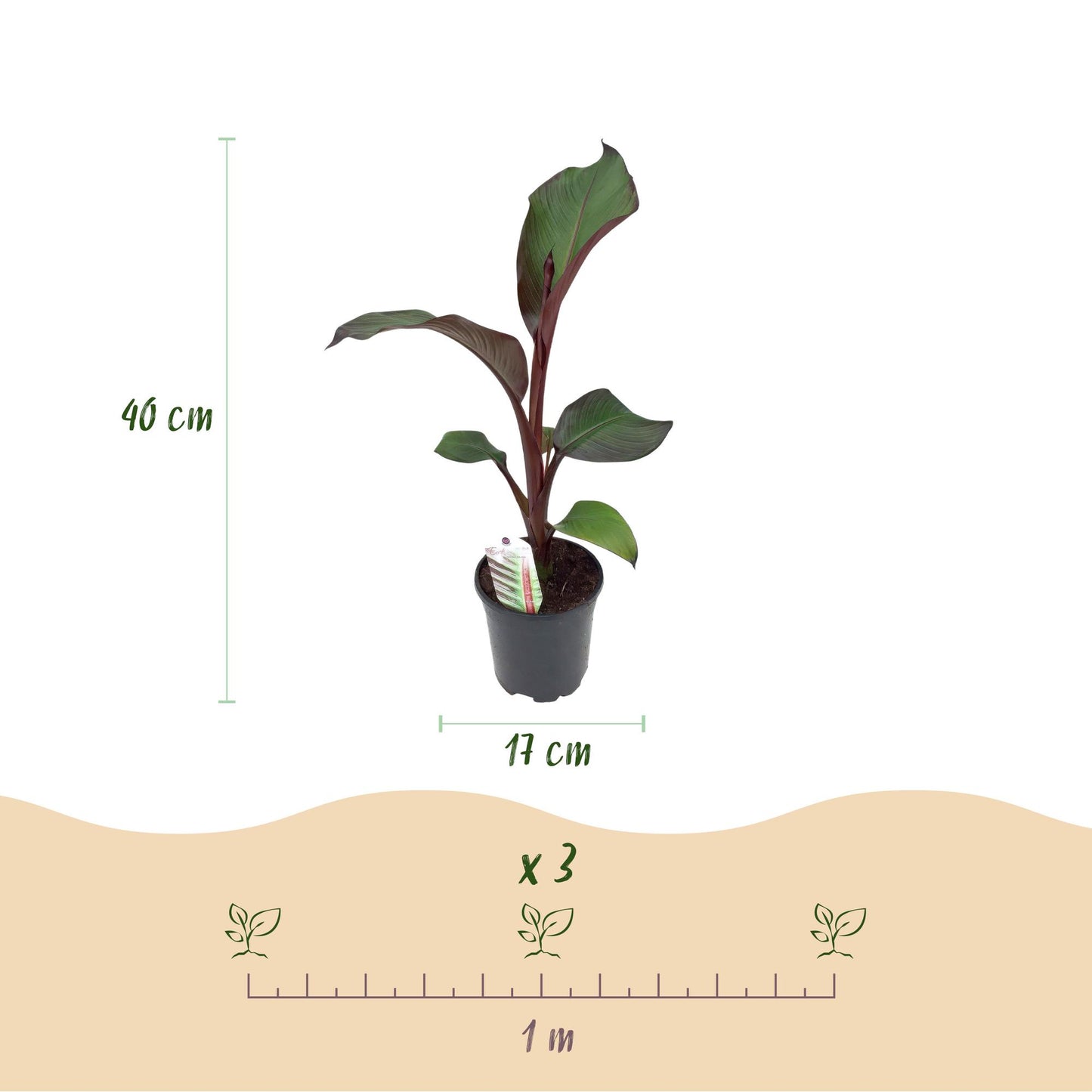 Green boutiQ - Fruitplant - Bananen plant - Ensete ventricosum Maurelli - Winterhard - 2 planten - Pot 17cm Hoogte 40cm