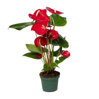 Anthurium – Flamingoplant Ø12 35-45 cm