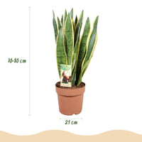 Sanseveria Laurentii – Vrouwentong kamerplant