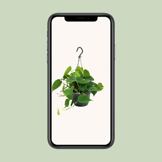 Philodendron Scandens – Hartbladige philodendron hangplant
