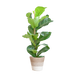 Ficus Lyrata met Mand Lissabon wit - 80cm - Ø21