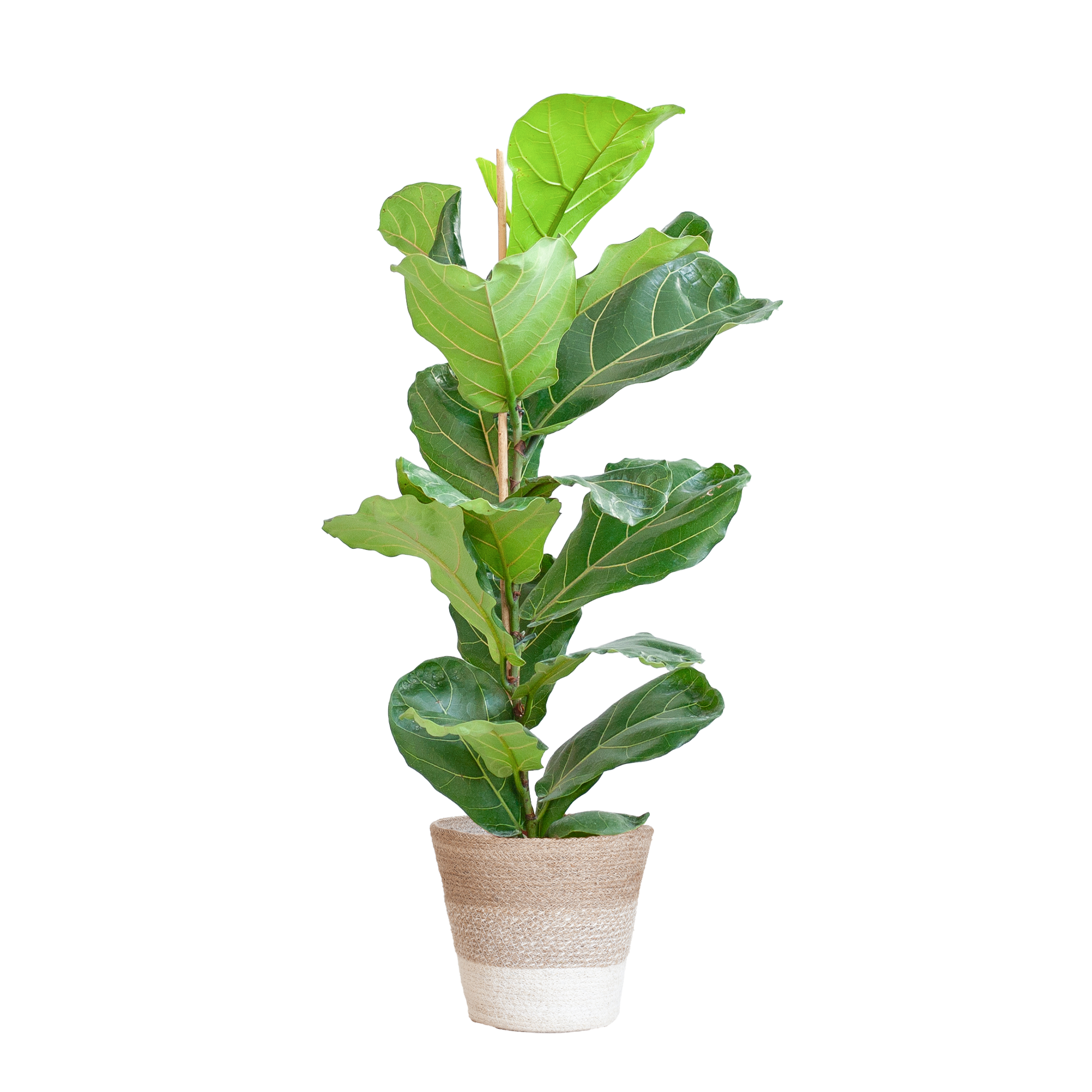 Ficus Lyrata met Mand Lissabon wit - 80cm - Ø21