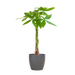 Pachira Aquatica met Viber grijs - 80cm - Ø21