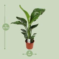 Strelitzia Nicolai – Paradijsvogelplant kamerplant