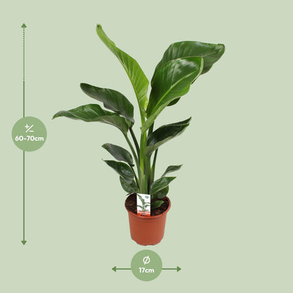 Strelitzia Nicolai – Paradijsvogelplant kamerplant