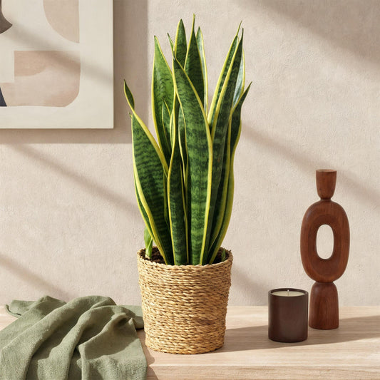 Sanseveria Laurentii – Vrouwentong kamerplant