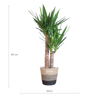 Yucca Elephantipes met Mand Lissabon zwart - 90cm - Ø21