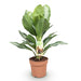 Aglaonema ‘Silver Bay’ – Chinese evergreen kamerplant