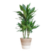 Dracaena  Janet Lindt met mand Lissabon wit - 95cm - Ø21