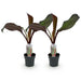 Green boutiQ - Fruitplant - Bananen plant - Ensete ventricosum Maurelli - Winterhard - 2 planten - Pot 12cm Hoogte 30cm