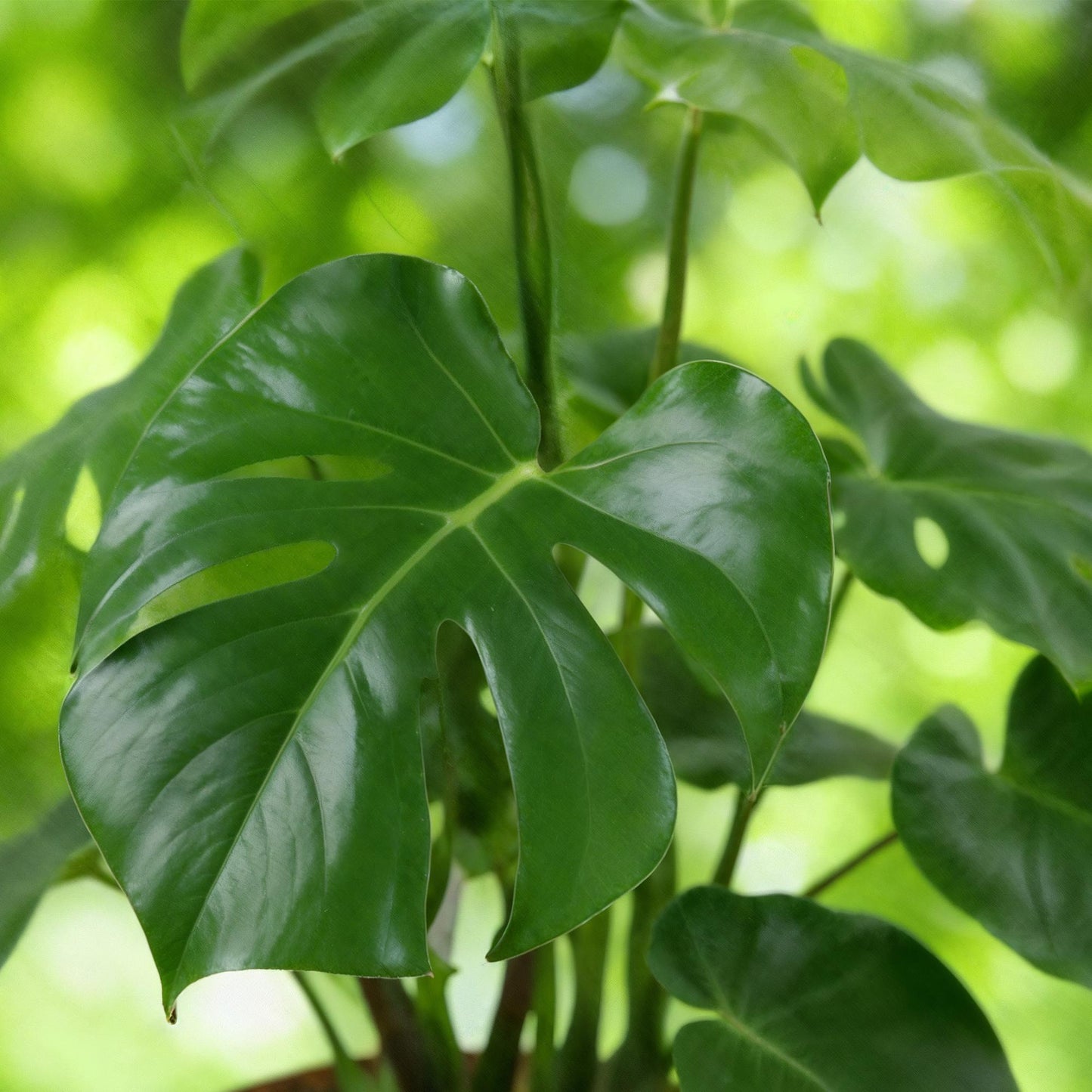 Monstera deliciosa – Gatenplant