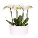 Kolibri Orchids | witte orchideeënset in Como dish incl. waterreservoir | drie witte orchideeën Amabilis 9cm | Mono Bouquet wit met zelfvoorzienend waterreservoir