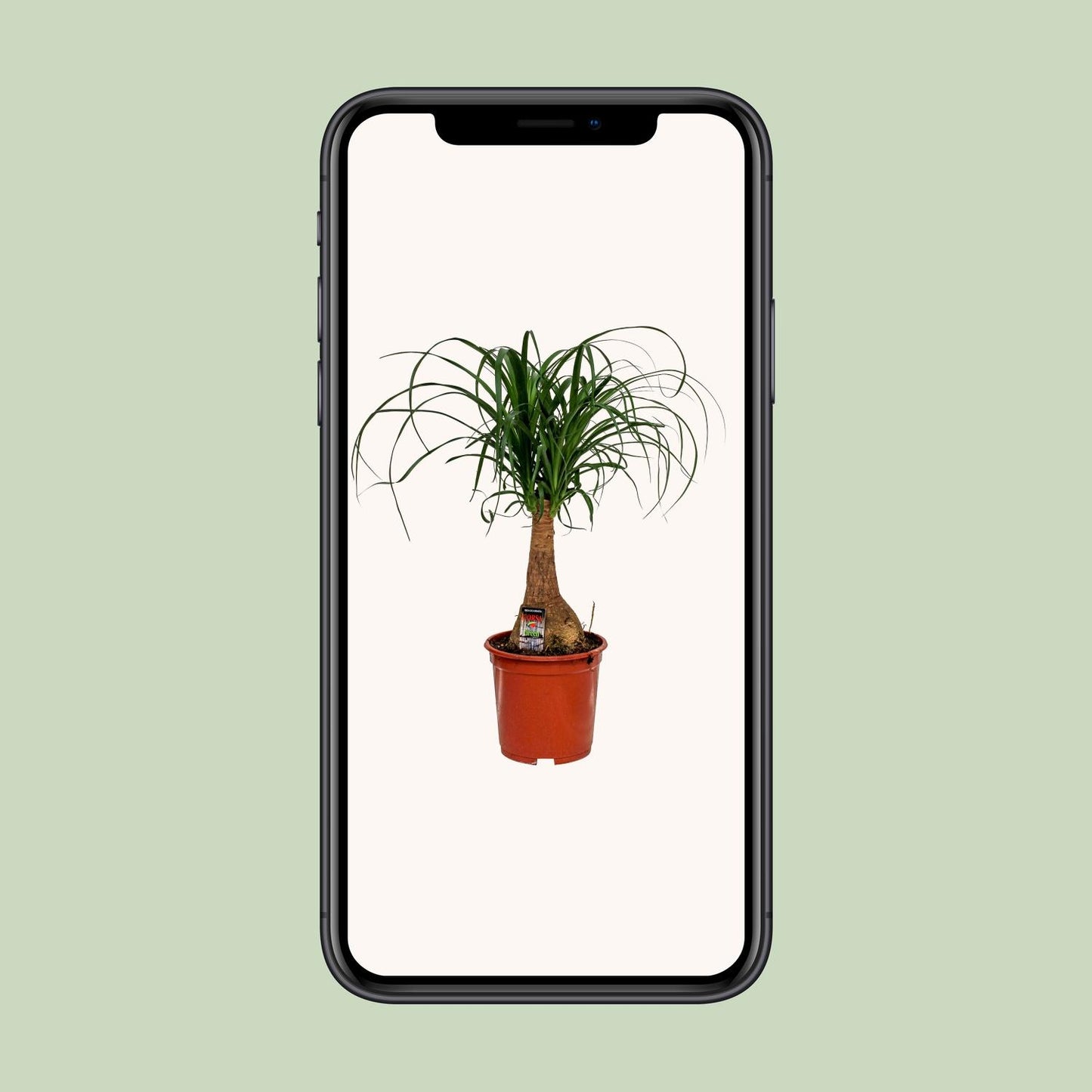 Beaucarnea Nolina - Ø19cm - ↕60cm