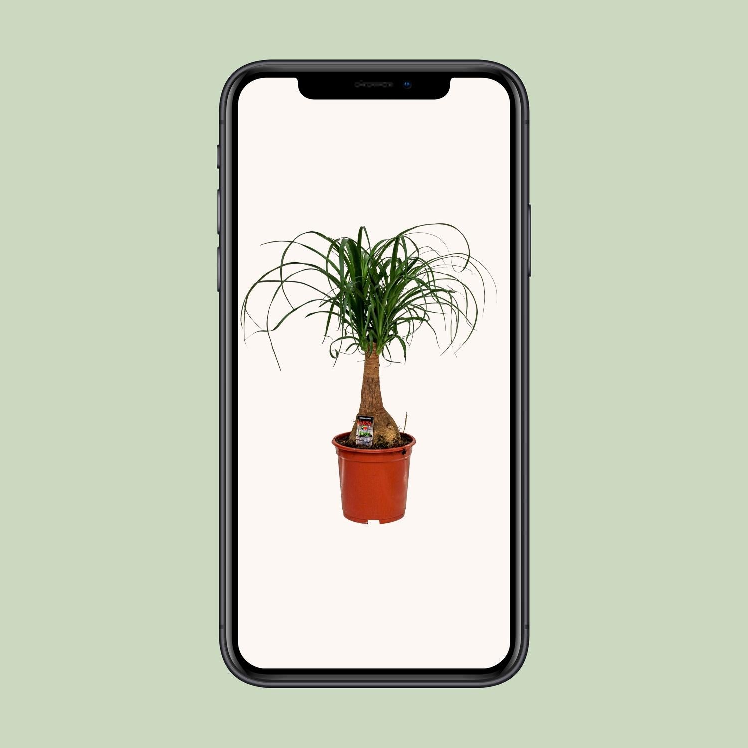 Beaucarnea Nolina - Ø19cm - ↕60cm