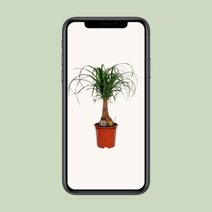 Beaucarnea Nolina - Ø19cm - ↕60cm