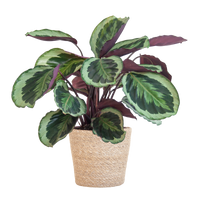 Calathea Medaillon met Sofia mand naturel - 65cm - Ø19