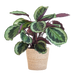 Calathea Medaillon met Sofia mand naturel - 65cm - Ø19