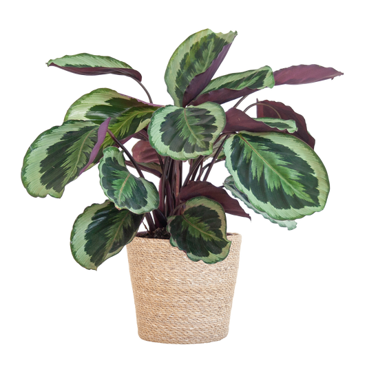 Calathea Medaillon met Sofia mand naturel - 65cm - Ø19