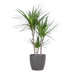 Dracaena Marginata met Viber pot grijs - 95cm - Ø21