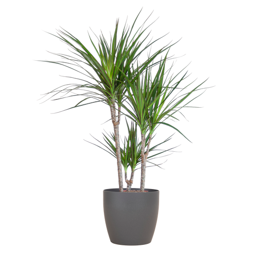 Dracaena Marginata met Viber pot grijs - 95cm - Ø21