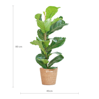 Ficus Lyrata met Mand Sofia naturel - 80cm - Ø21