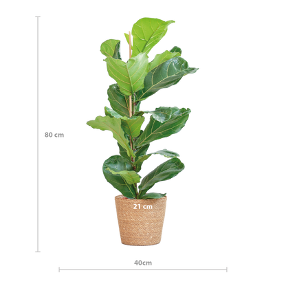 Ficus Lyrata met Mand Sofia naturel - 80cm - Ø21