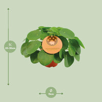 Pilea Peperomioides – Pannenkoekplant kamerplant