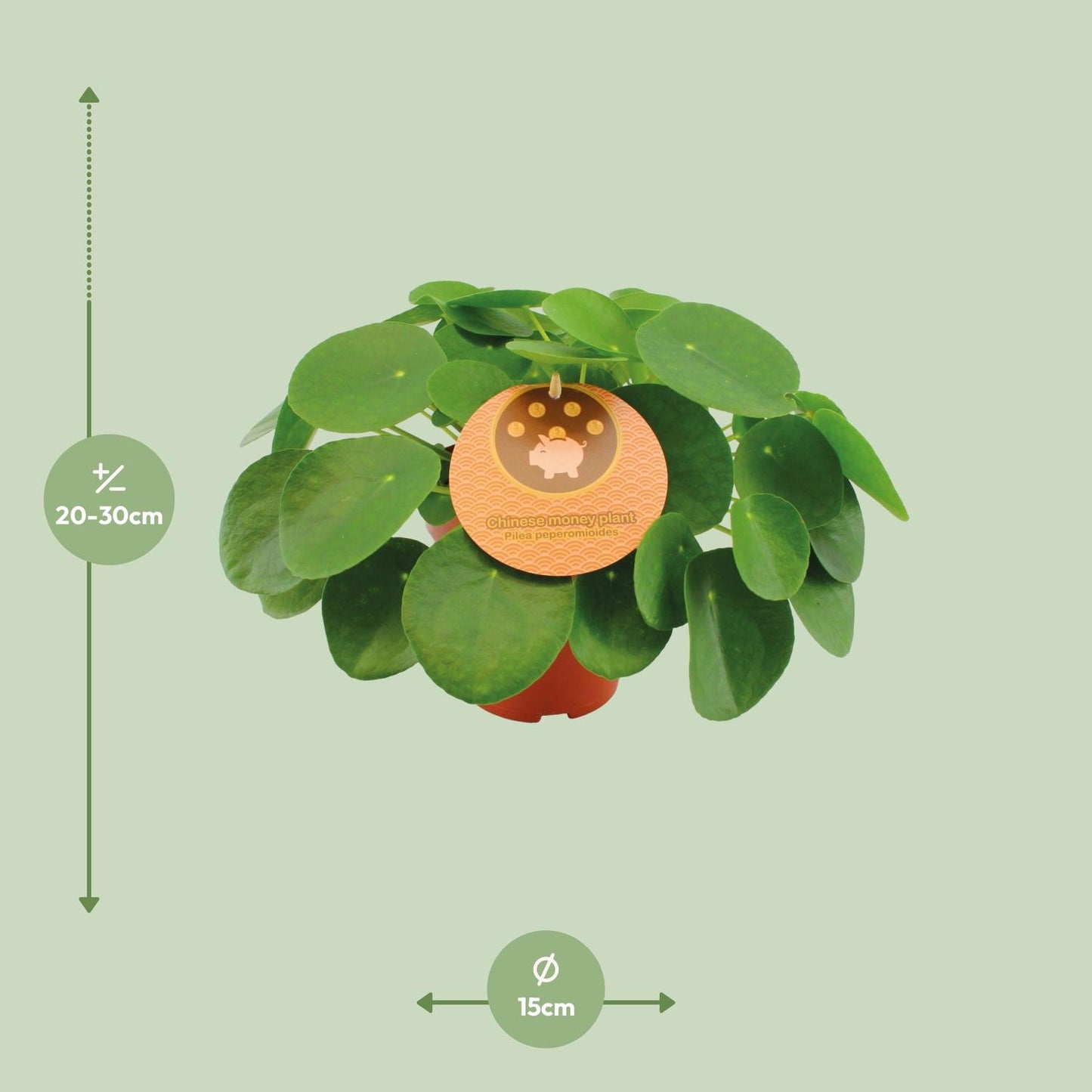 Pilea Peperomioides – Pannenkoekplant kamerplant