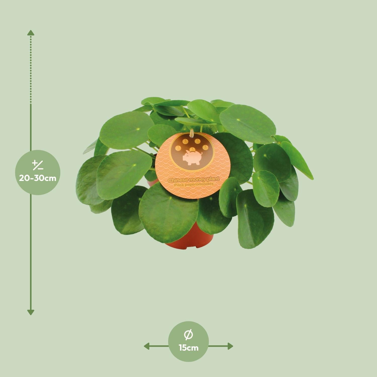 Pilea Peperomioides – Pannenkoekplant kamerplant