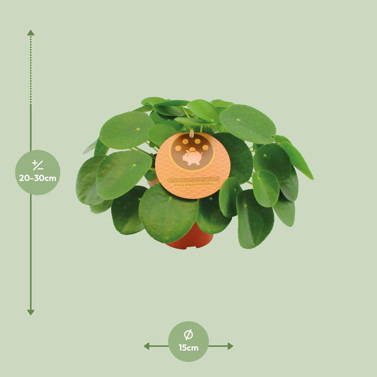 Pilea Peperomioides – Pannenkoekplant kamerplant