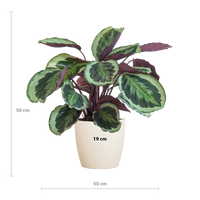 Calathea Medaillon met Viber wit - 65cm - Ø19