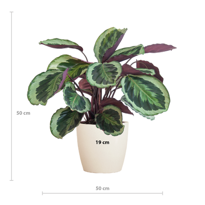 Calathea Medaillon met Viber wit - 65cm - Ø19