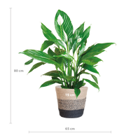 Spathiphyllum met Mand Lissabon zwart - 80cm - Ø21