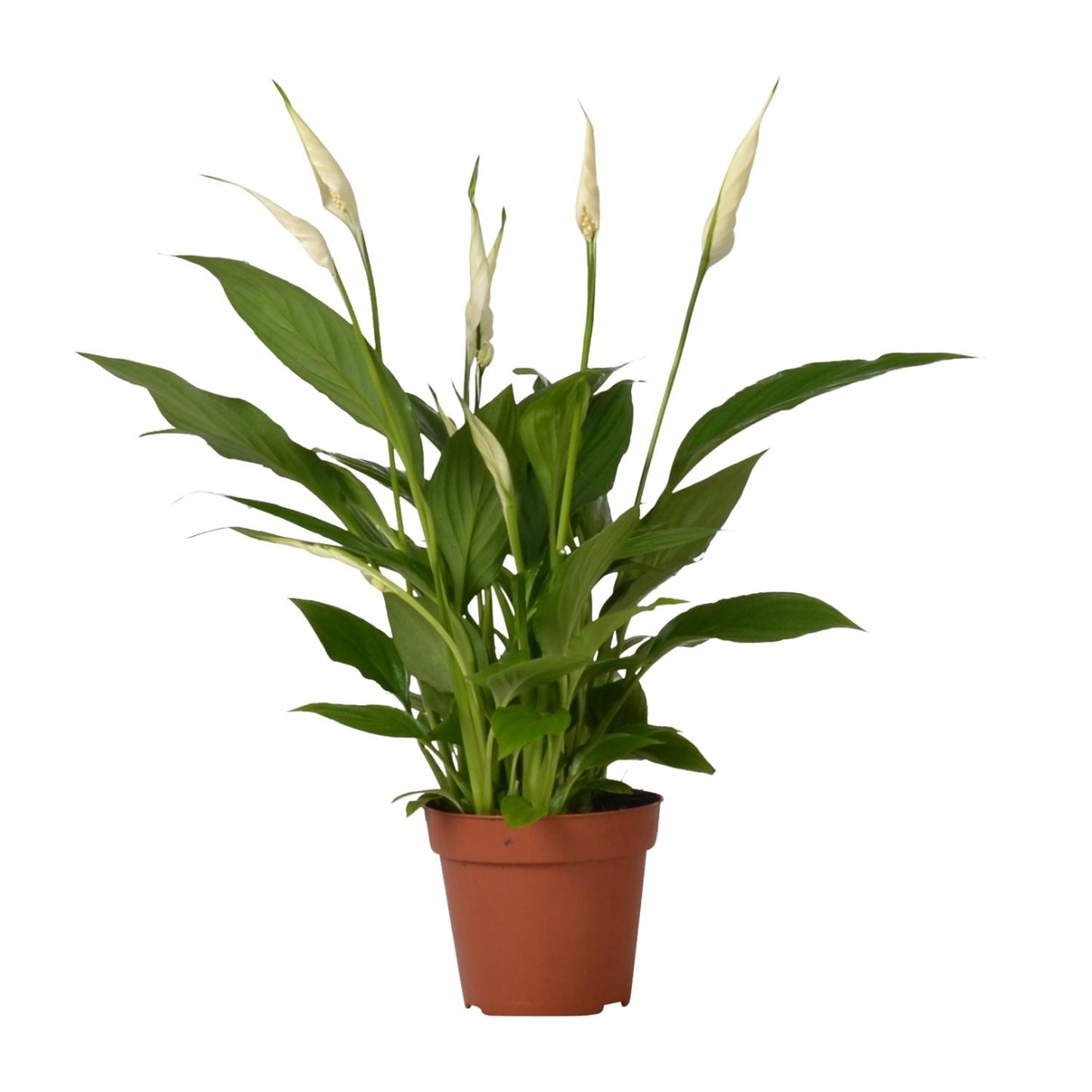 Spathiphyllum – Lepelplant kamerplant