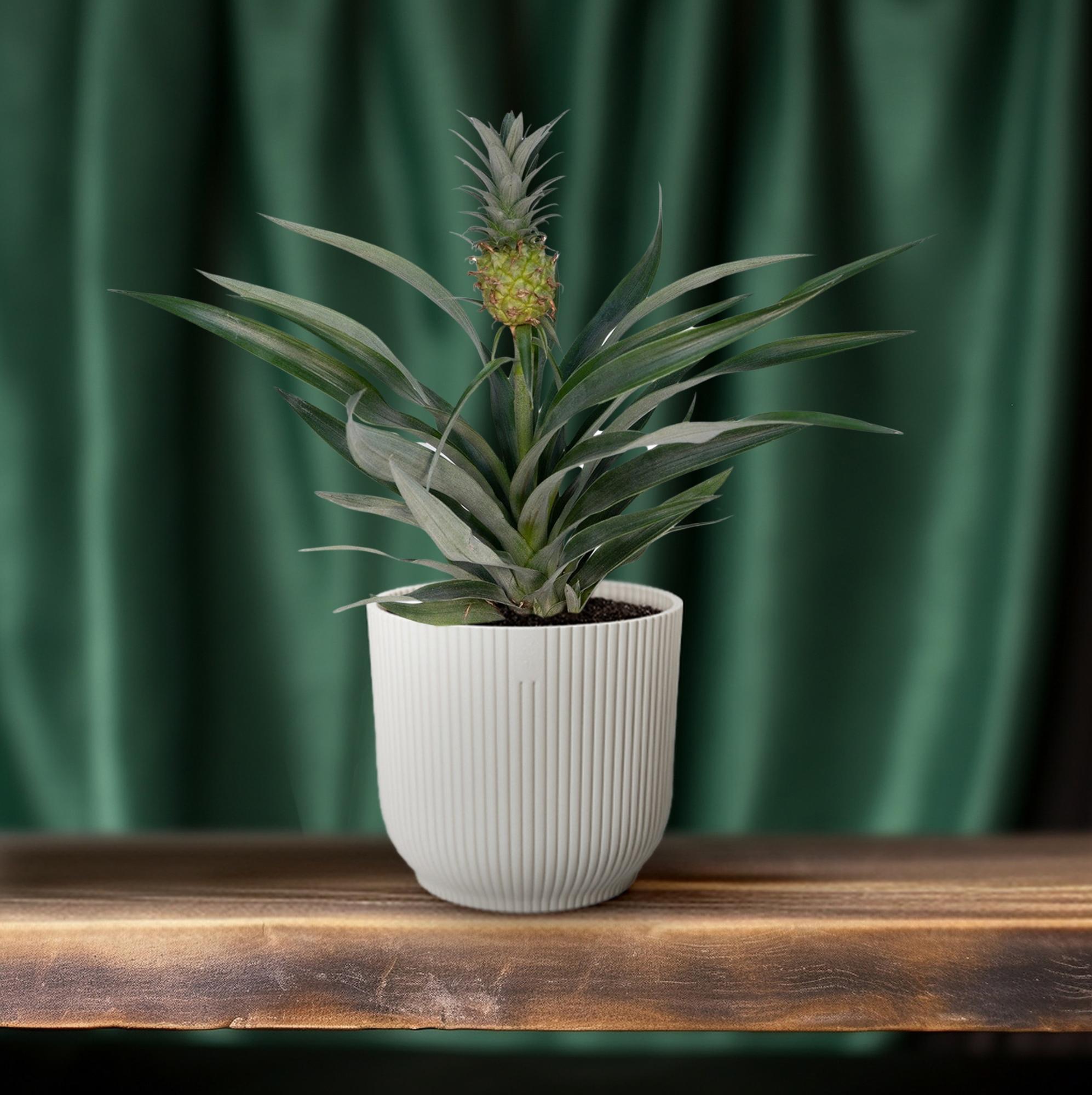 Ananasplant – Ananas kamerplant