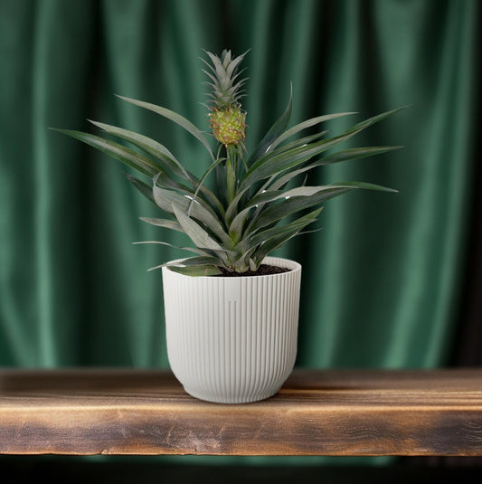 Ananasplant – Ananas kamerplant