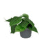 Philodendron Scandens - Ø12cm - ↕15cm