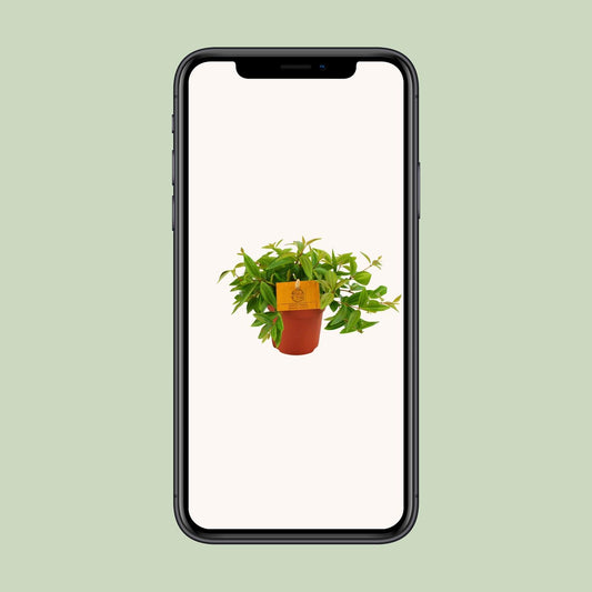 Peperomia ‘Ang. Rocca Vivac’ – Dwergpeperomia kamerplant