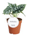 Alocasia Silver Dragon - Ø12cm - ↕25cm