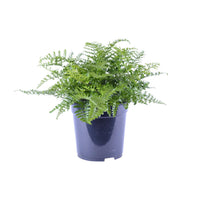 Asplenium Parvati – Nestvaren kamerplant