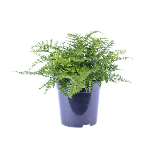 Asplenium Parvati – Nestvaren kamerplant